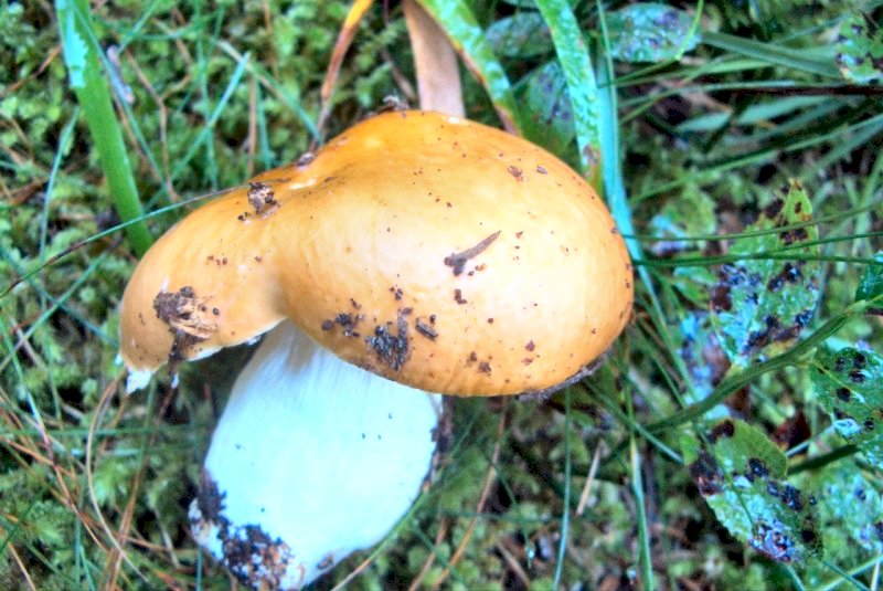 Due Russule del Trentino